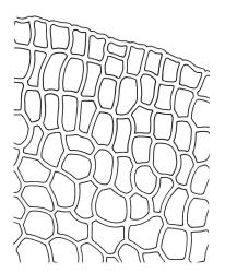 Distichophyllum microcarpum, marginal cells of upper portion of lateral leaf. Drawn from J.E. Beever 22-04, CHR 104543.
 Image: S. Malcolm © Landcare Research 2017 